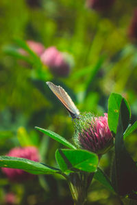 Close-up of pink flowering plant