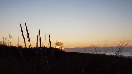 Silhouette plants on field against sky during sunset