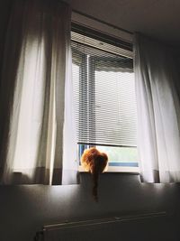 Dog on window sill at home