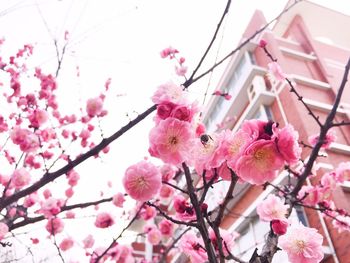 Low angle view of pink flowers