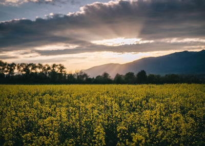 Scenic view of oilseed rape field against sky