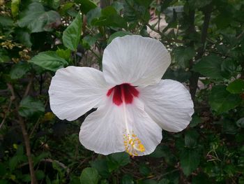 Close-up of white hibiscus blooming outdoors