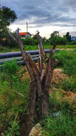 Dead tree on field against sky