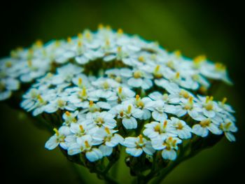 Close-up of white flowers blooming