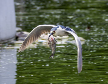 Black-crowned night heron flying while carrying fish in mouth
