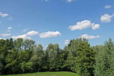 Trees on landscape against sky