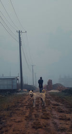 View of dogs against sky during foggy weather