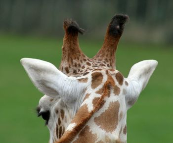 Close-up of giraffe