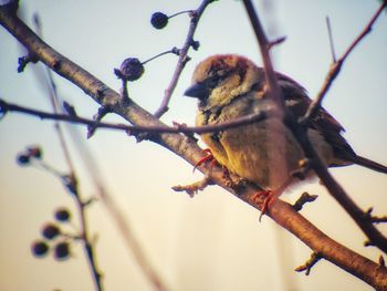 Close-up of bird perching on branch