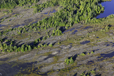 High angle view of moss on land