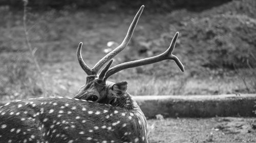 Deer in a field