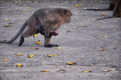 Macaque long tailed monkey, close-up phuket along river genus macaca cercopithecinae thailand asia