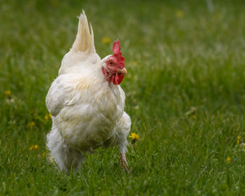 View of a bird on grass