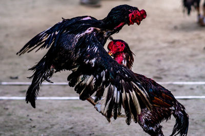 Close-up of rooster