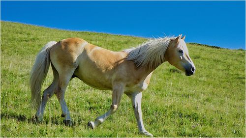 Horse standing in a field