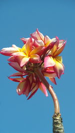 Low angle view of pink flower against blue sky