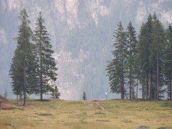 Pine trees on field in forest