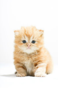 Portrait of cat against white background