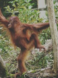 Close-up of monkey on tree