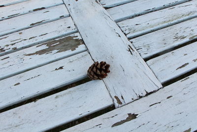 Close-up of insect on wood