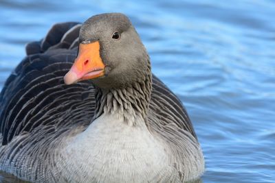 Close-up of greylag goose on lake