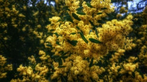 Low angle view of trees