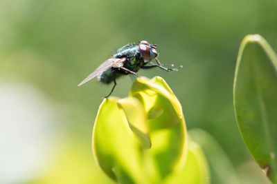 Close-up of insect on plant