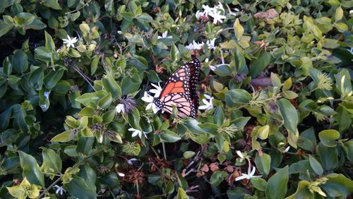 Butterfly pollinating on flower