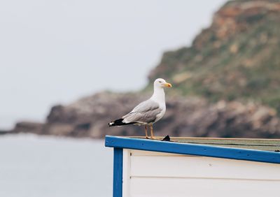 Seagull perching on a wall