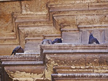 Low angle view of pigeons on wall