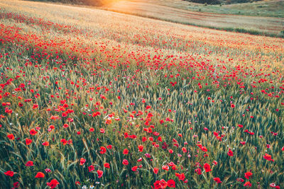 Red poppy flowers in field