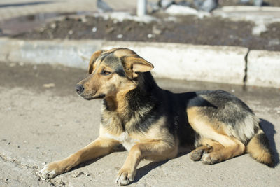 Close-up of dog