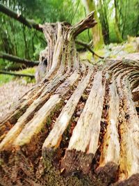 Close-up of tree trunk in forest