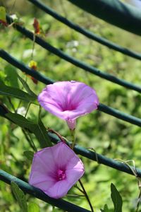 Close-up of pink flower