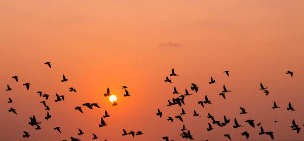 Low angle view of silhouette birds flying in orange sky