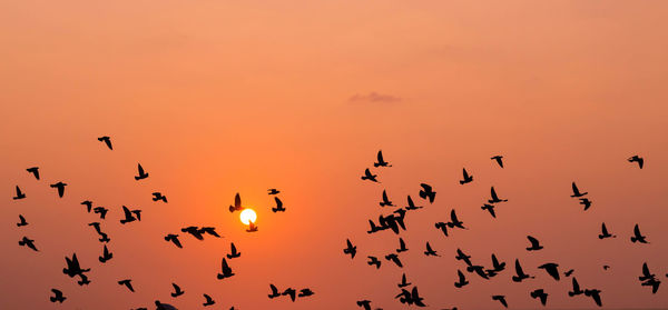 Flock of birds flying against sky during sunset