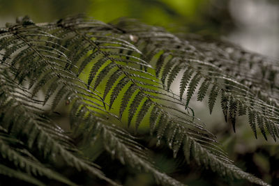 Close-up of tree