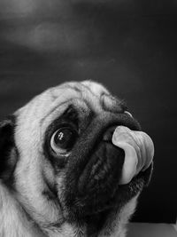 Close-up portrait of puppy