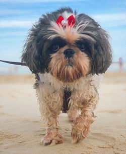 Portrait of dog sticking out tongue on land