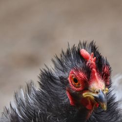 Close-up of a bird