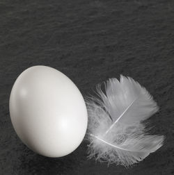 High angle view of feather