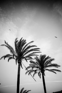 Silhouette palm tree against sky