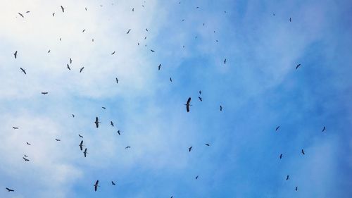 Low angle view of birds flying in sky