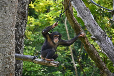 Chimpanzee