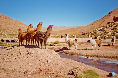 Llamas standing on field against clear blue sky during sunny day