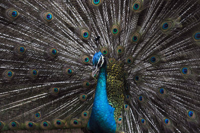 Full frame shot of peacock