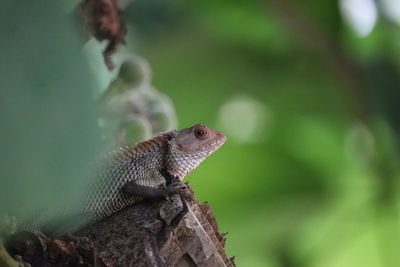 Close-up of a lizard