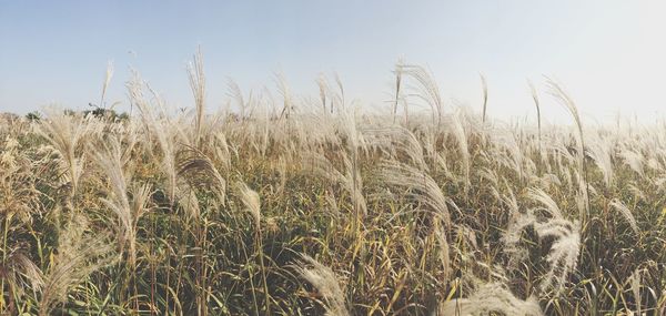 Close-up of crops in field against sky