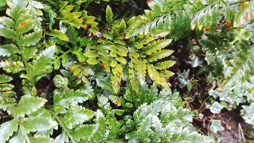 Full frame shot of plants