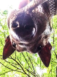 animal themes
